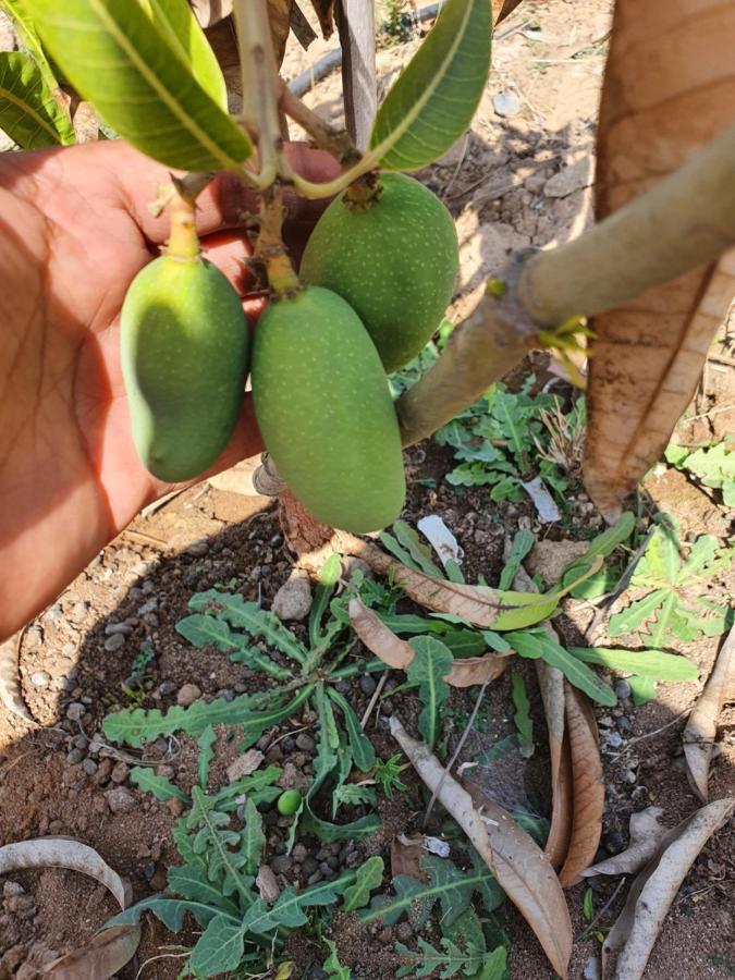 Krishna Farm & Forest Villa Bhuj Ngoại thất bức ảnh